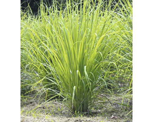Zitronengras FloraSelf 14er Topf