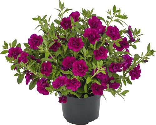 Zauberglöckchen FloraSelf Calibrachoa gefüllt 12er Topf