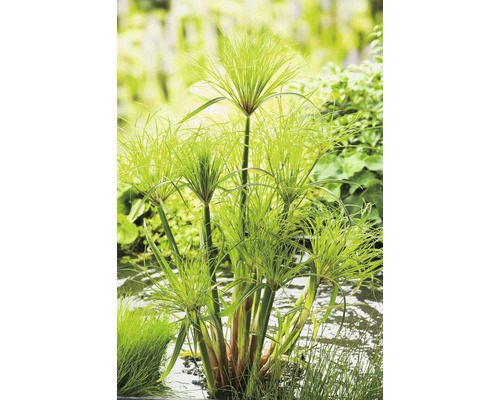 Papyrus Pflanze FloraSelf Cyperus papyrus 'Percamenthus' 18er Topf