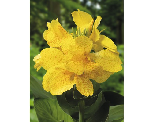 Blumenrohr FloraSelf Canna indica 18er Topf
