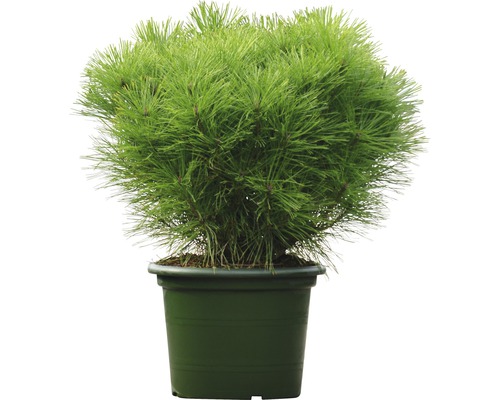 Japanische Zwert-Rotkiefer Botanico Pinus densiflora 'Alice Verkade' H 60-70 cm Co 15 L