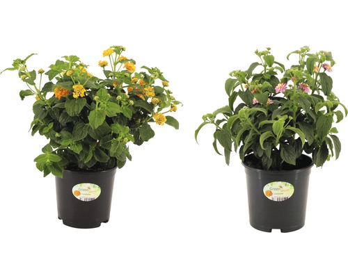Wandelröschen Lantana camara 14er Topf