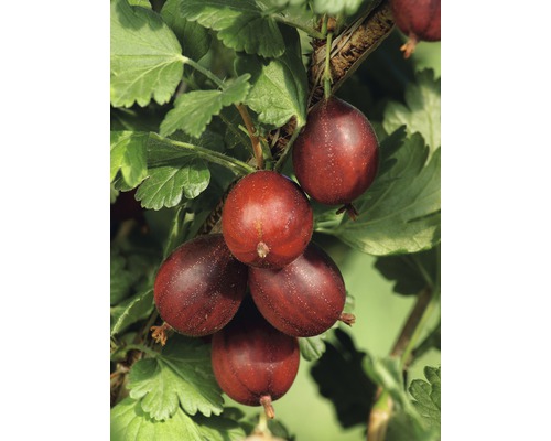 Stachelbeere ROTE EVA CO 4, 40-60 cm