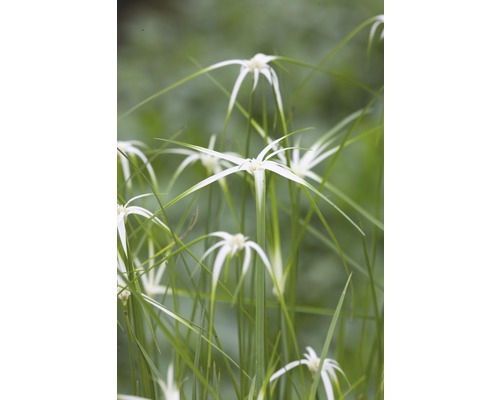 Stern Sumpfgras FloraSelf Dichromena colorata 18er Topf