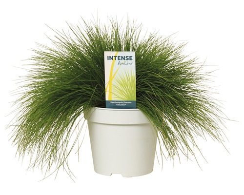 Draht-Schmiele FloraSelf Deschampsia flexuosa 'Amilime' Co 2 L