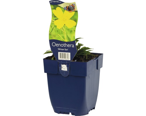 Nachtkerze FloraSelf Oenothera -Cultivars 'Africa Sun' H 5-20 cm Co 0,5 L