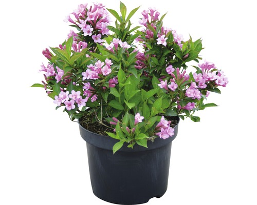 Weigelie FloraSelf Weigela florida 'Pink Poppet' H 40 cm Co 6 L