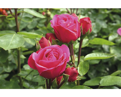 Edelrose Rosen Tantau Rosa x Hybride 'Magic Rokoko' Co 6L