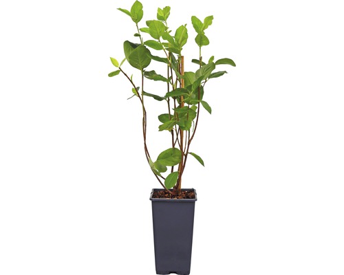 Apfelbeere Aronia VIKING CO 5, 40-60 cm