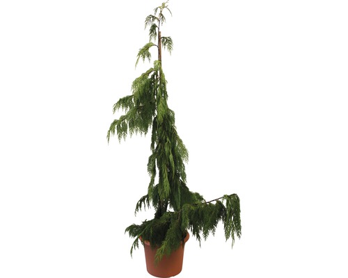 Mähnenzypresse 'Chamaecyparis nootkatensis Pendula' Co 15 l