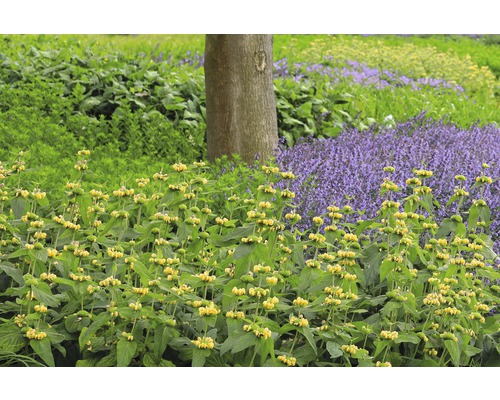 Brandkraut FloraSelf Phlomis russeliana Co 0,5 L