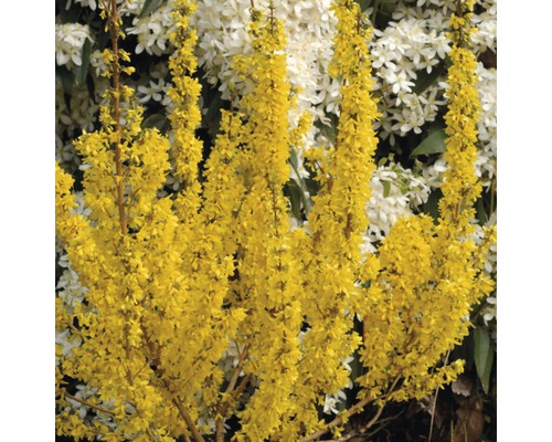 Forsythie FloraSelf Forsythia x intermedia 'Mikador' 80/100cm Co 10L