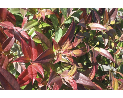 Traubenheide Leucothoe walteri 'Scarletta' 30-40cm Co 5L