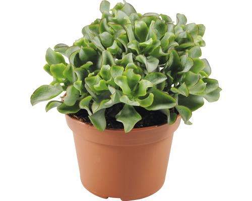 Dickblatt FloraSelf Crassula arborescens 'Curly Green' 15er Topf