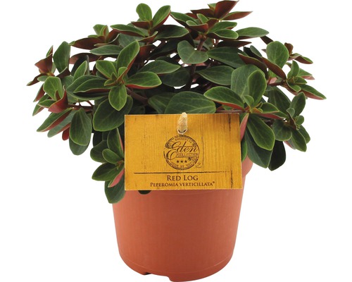Kanonenblume FloraSelf Peperomia verticilata 'Red Log' 10,5er Topf