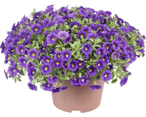 Zauberglöckchen FloraSelf Calibrachoa x Hybride 'Colibri Olum' 12er Topf