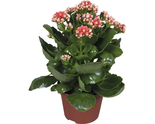 Flammendes Kätchen Kalanchoe blossfeldiana 10,5er Topf gefüllt lachs