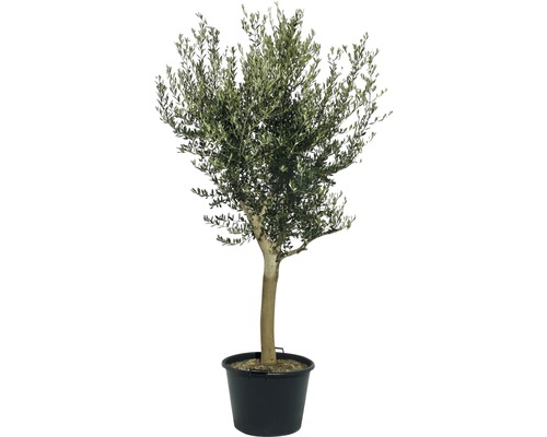 Olivenbaum Olea europea Stämmchen 160-180cm 40er Topf