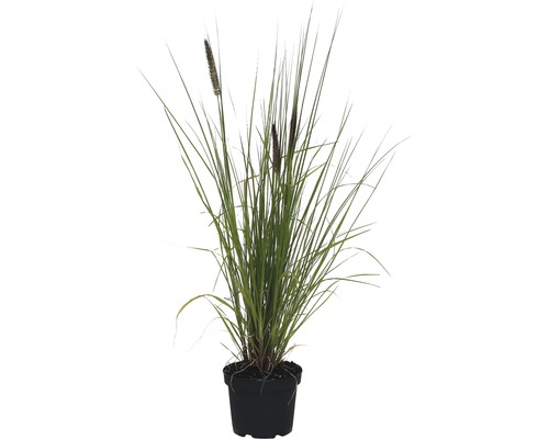 Lampenputzergras FloraSelf 60-100 cm