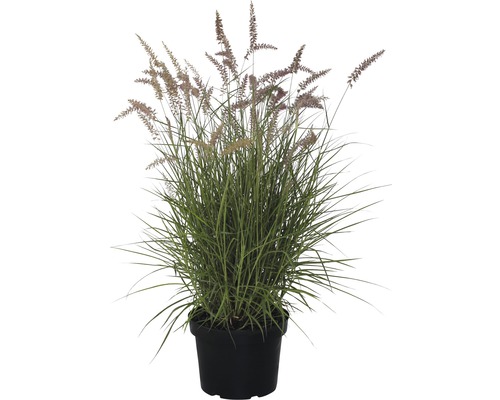 Lampenputzergras Karley Rose FloraSelf 60-100 cm