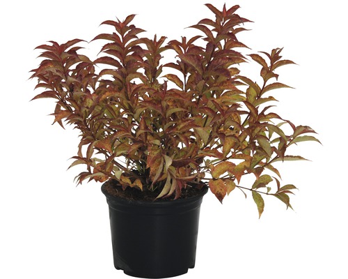 Weigelie All Summer Red FloraSelf 40-60 cm