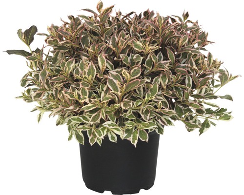 Weigelie Monet FloraSelf 40-60 cm