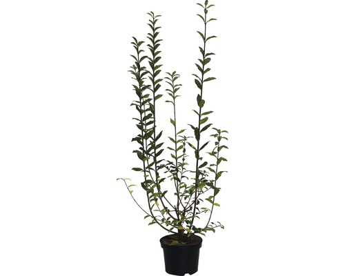 Gemeiner Liguster FloraSelf 60-80 cm