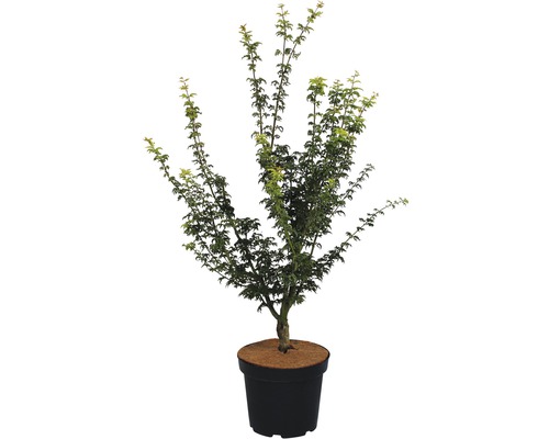 Löwenkopfahorn FloraSelf 60-70 cm