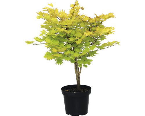 Goldahorn FloraSelf 50-60 cm