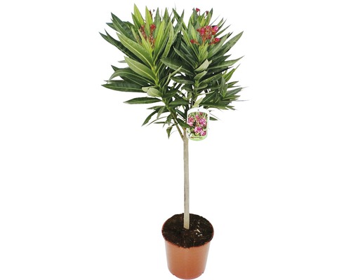 Oleander Nerum orleander Stämmchen 60-80cm 20er Topf rot