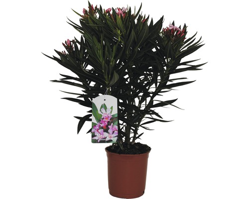 Oleander Nerum orleander 35-45cm 17er Topf rosa