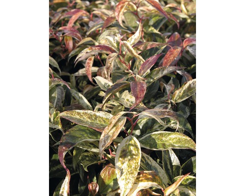 Traubenheide Leucothoe walteri 'Rainbow' 30-40cm Co 5L