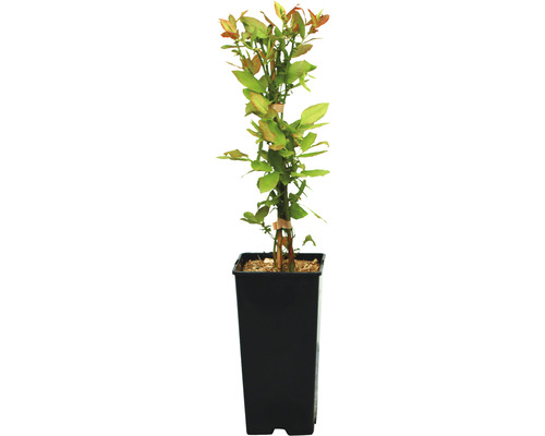 Heidelbeere BLUECROP FloraSelf CO 2, 20-40 cm