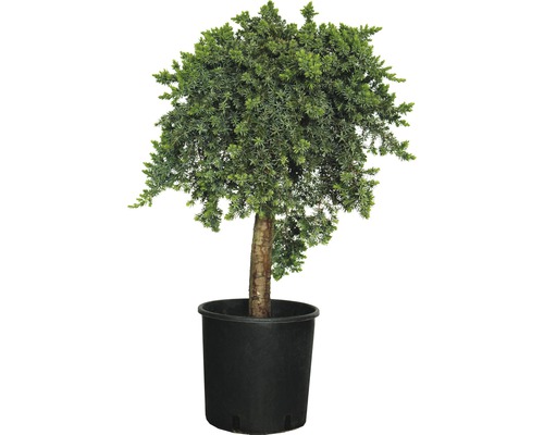 Blauer Kriechwacholder Stämmchen FloraSelf Juniperus conferta 'Blue Pacific' Stammhöhe ca. 55 cm Co 10 L