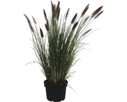 Lampenputzergras FloraSelf 60-100 cm