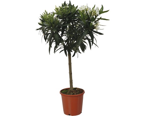Oleander Nerum orleander Stämmchen 60-80cm 20er Topf weiss