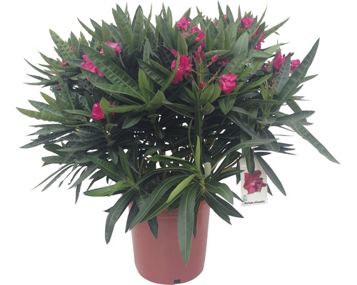 Oleander Nerum orleander 55-65cm 25er Topf rot