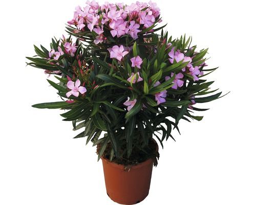 Oleander Nerum orleander 55-65cm 25er Topf rosa