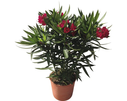 Oleander rot FloraSelf Nerium oleander H 30-40 cm Ø 17 cm Topf