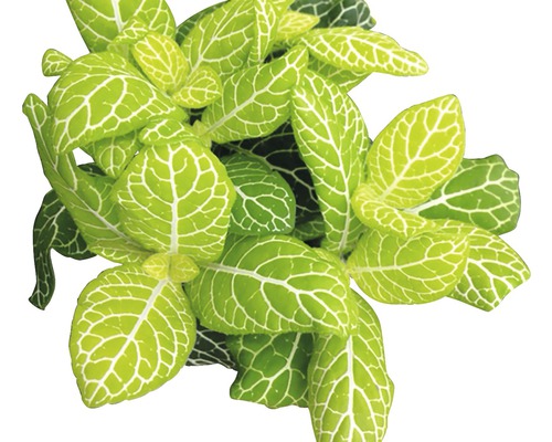Fittonie FloraSelf Fittonia verschaffeltii 'Superba Lemon' 12er Topf