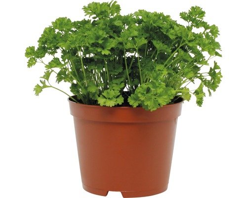 Bio-Petersilie gekraust FloraSelf 18er Topf