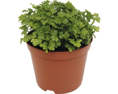 Bio Petersilie glatt FloraSelf Bio 18er Topf