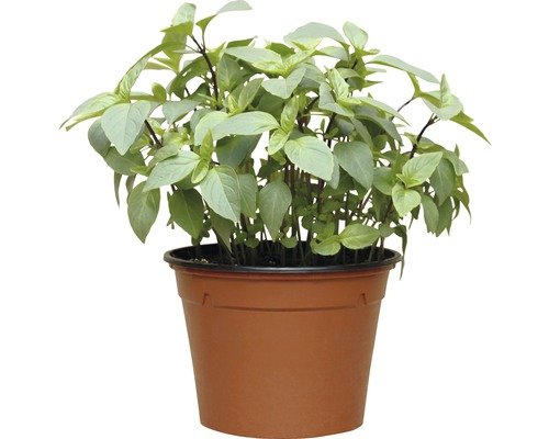 Bio-Basilikum Thai FloraSelf 13er Topf