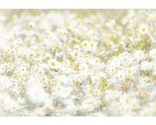 Fototapete Papier 8-994 VOL 15 Daisies 8-tlg. 368 x 254 cm