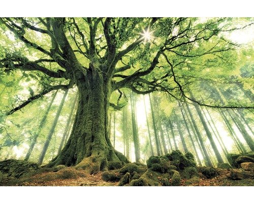 Leinwandbild Green Giant 150x100 cm