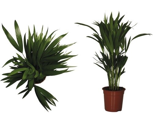 Madagaskar-Goldfruchtpalme FloraSelf 80-110 cm