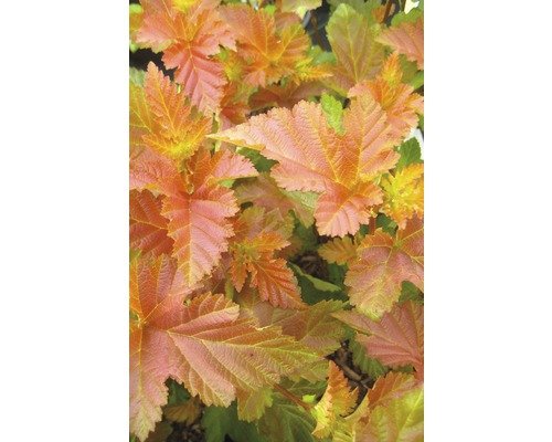 Blasenspiere Physocarpus opulifolius 'Amber Jubilee' 80-100cm Co 10L