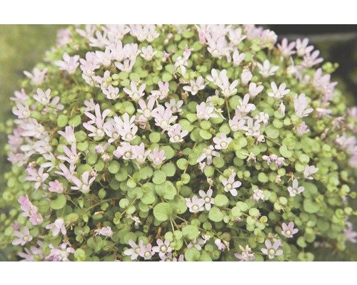 Zarter Gauchheil FloraSelf® Anagalis tenella 15-25 cm