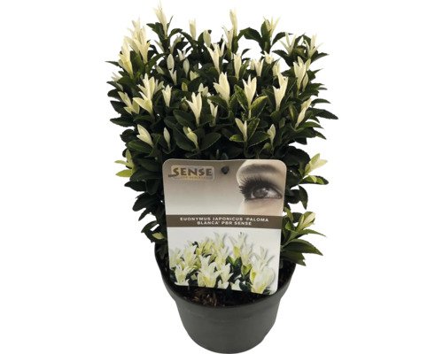 Japanischer Spindelstrauch FloraSelf Euonymus japonicus 'Kathy' H 20-25 cm Co 2 L