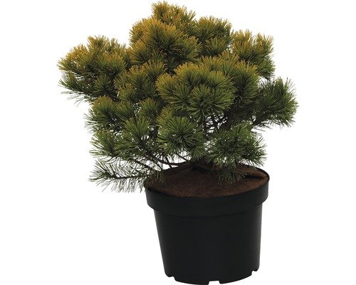 Goldgelbe Legföhre, Bergkiefer FloraSelf Winter Gold 40-50 cm